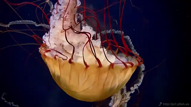 Snapshot of streamy_test13 chatting on 03.20.25 streamy test13 online show from 03.20.25