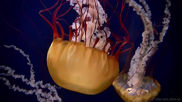 Snapshot of streamy_test13 chatting on 03.21.25 streamy test13 online show from 03.21.25