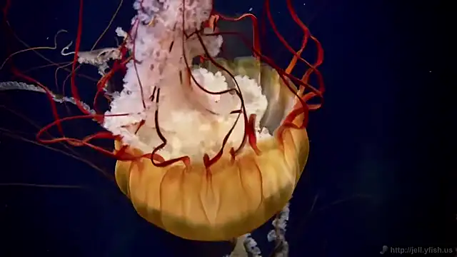 Snapshot of streamy_test13 chatting on 09.09.25 streamy test13 online show from 09.09.25