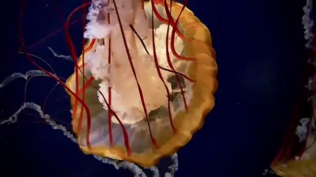 Snapshot of streamy_test13 chatting on 10.02.25 streamy test13 online show from 10.02.25