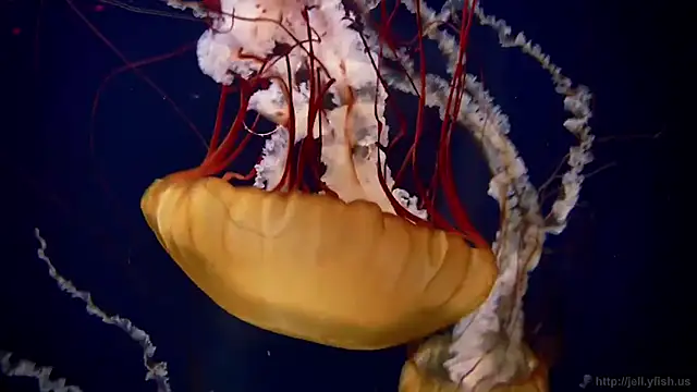 Snapshot of streamy_test13 chatting on 10.20.25 streamy test13 online show from 10.20.25