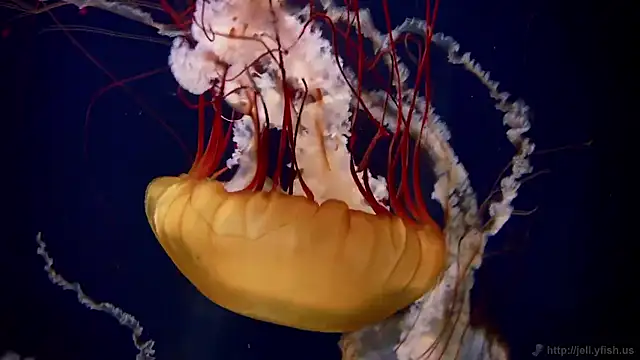 streamy test15 online show from 11.24.25