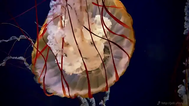 streamy test15 online show from 12.03.25