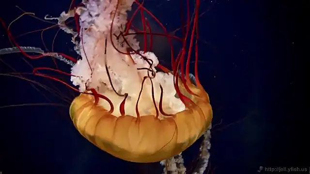 streamy test15 online show from 02.18.26