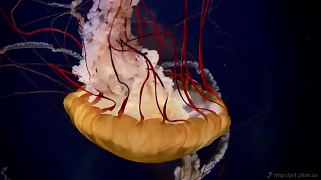 streamy test15 online show from 03.13.26