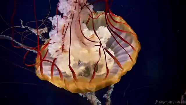 streamy test15 online show from 03.24.26