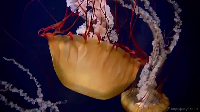 streamy test15 online show from 03.26.26