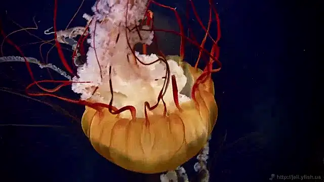 streamy test15 online show from 04.09.26