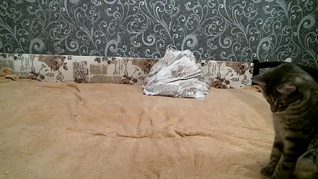 Snapshot of DennisXCaroll chatting on 02.23.25 DennisXCaroll online show from 02.23.25