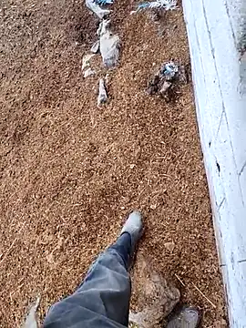 Snapshot of murokkk31 chatting on 11.15.25 murokkk31 online show from 11.15.25