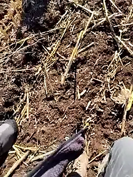 Snapshot of murokkk31 chatting on 12.18.25 murokkk31 online show from 12.18.25