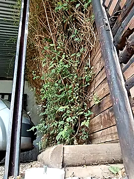 slimmydaddy69 online show from 04.19.26