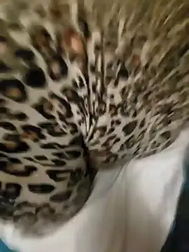 Cameltoekilla online show from 01.17.25