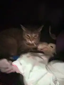 ThicBunz online show from 01.14.26