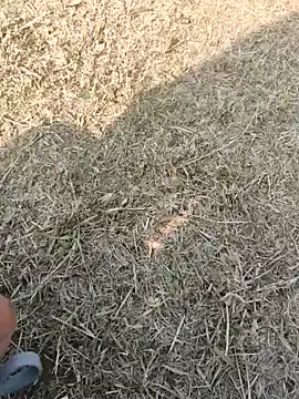 Gururonny07 online show from 01.16.25