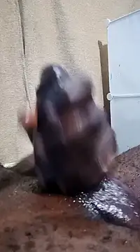 Snapshot of Dick_undisputed chatting on 01.17.25 Dick undisputed online show from 01.17.25