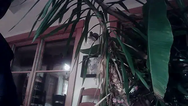 KittingGrappler online show from 11.15.25