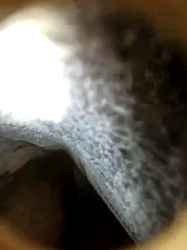 fankiey online show from 10.20.25