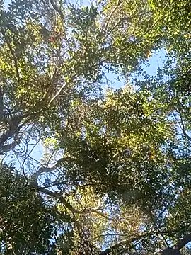 Buffshagswell online show from 11.18.25