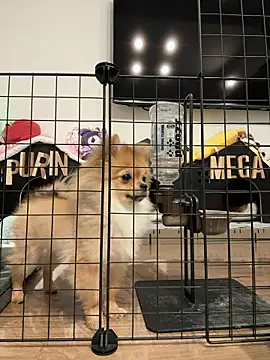 Snapshot of kensnb chatting on 03.09.26 kensnb online show from 03.09.26