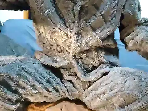 creamlive97 online show from 12.30.24