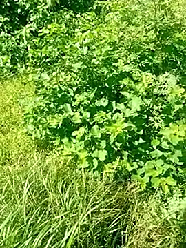 Snapshot of Khaleyssi chatting on 03.02.26 Khaleyssi online show from 03.02.26