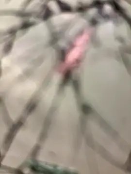 lescro95  online show from 12.14.25