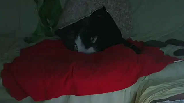 VeneRed online show from 09.23.25