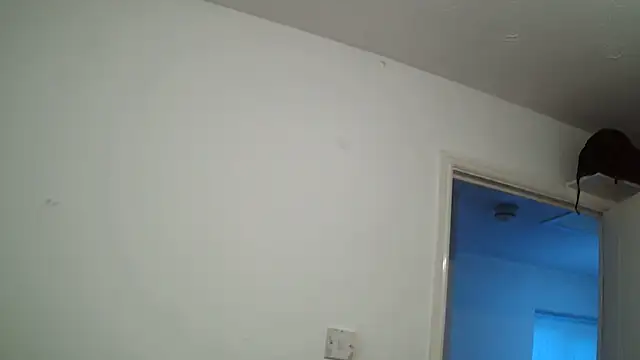 rampartzz online show from 03.06.25