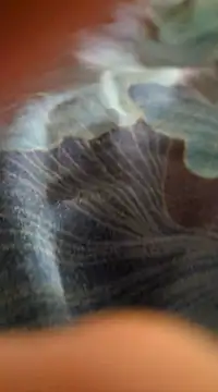 WelshXXX online show from 01.20.25