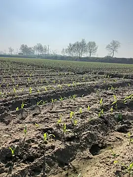 poision51 online show from 03.08.25