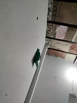 Masti441 online show from 02.11.25