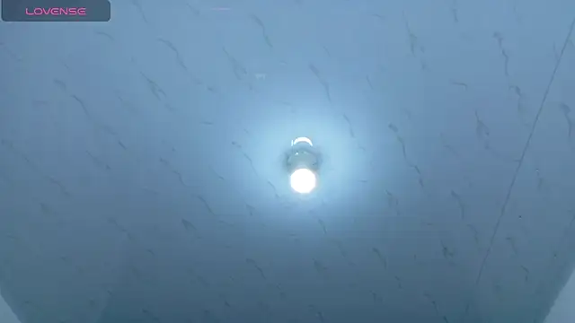 Beautifulkattia online show from 03.01.26