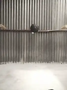 Solomen00 online show from 12.19.24