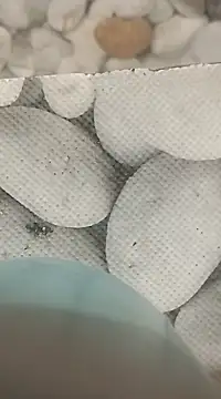 Playboy bhabhi 00 online show from 02.25.25