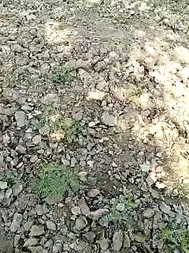 Snapshot of xmanrawan2 chatting on 01.31.25 xmanrawan2 online show from 01.31.25