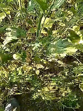 Snapshot of xmanrawan2 chatting on 02.05.25 xmanrawan2 online show from 02.05.25