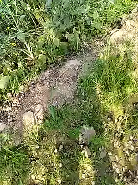 Snapshot of xmanrawan2 chatting on 02.17.25 xmanrawan2 online show from 02.17.25