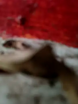 himvilohi08 online show from 10.18.25