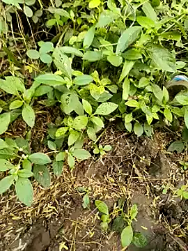 himvilohi08 online show from 10.20.25