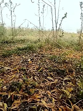 himvilohi08 online show from 02.04.26