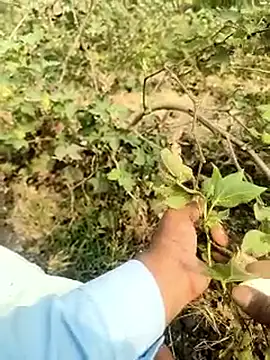 himvilohi08 online show from 02.05.26