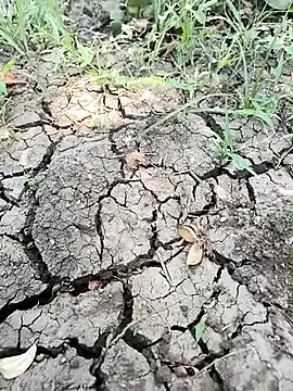 himvilohi08 online show from 04.01.26