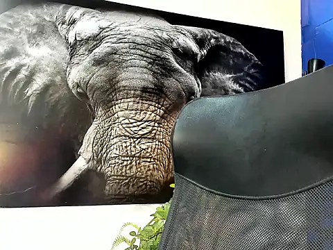 king falconer online show from 11.24.25