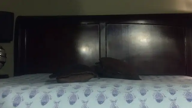 Hornylouisewil online show from 11.21.25