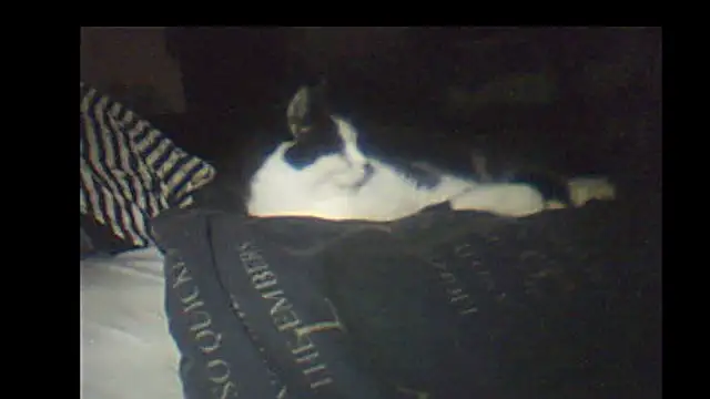 pietje1991 online show from 01.08.26