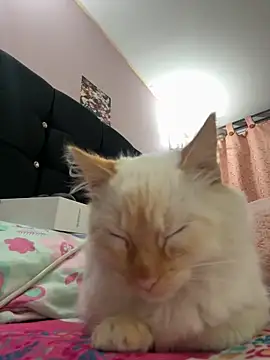 saranghae  online show from 11.11.25