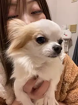 h415a812 online show from 11.20.25