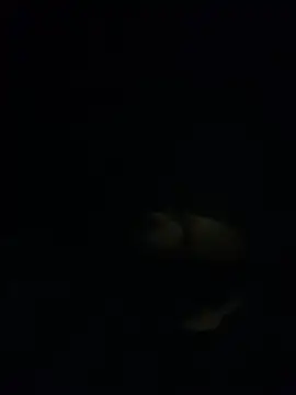 Snapshot of shakeweight chatting on 11.18.25 shakeweight online show from 11.18.25