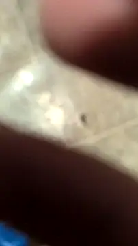 DecimalPoint222InchCock online show from 11.10.25